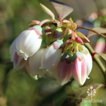 blueberry flowers