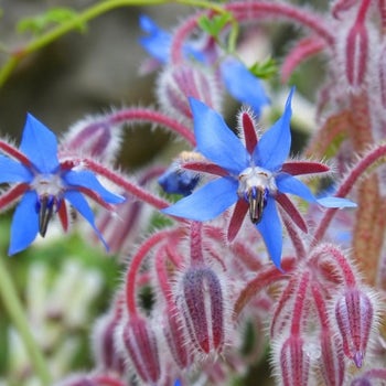 Borage - seed