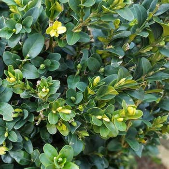 Buxus sempervirens English box