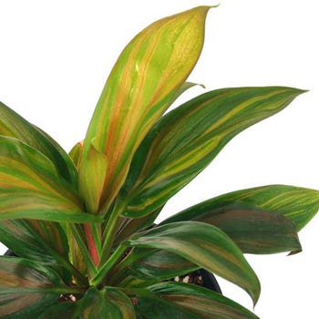 Cordyline fruticosa Brandy Lime