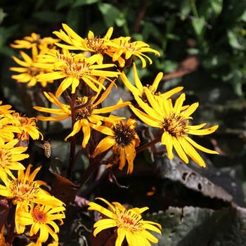 Ligularia Britt Marie Crawford - leopard plant