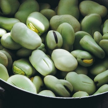 Broad bean Early Long Pod - seed