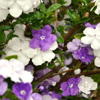 yesterday today tomorrow flowers