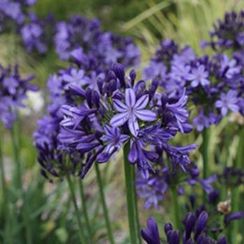 Agapanthus Buccaneer flowers