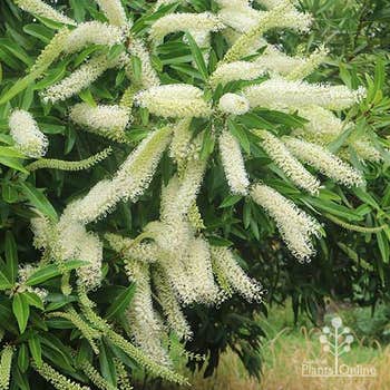 Buckinghamia celcissima - ivory curl