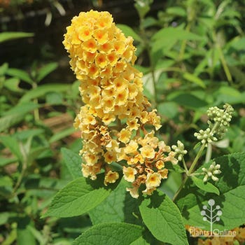 Golden Glow yellow buddleja