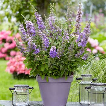 Buddleia High Five Purple