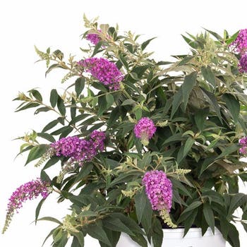 Buddleia Purple Haze