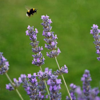 Lavender Asa Blue