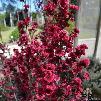 Leptospermum Burgundy Queen