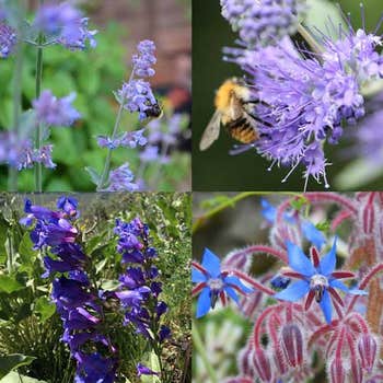 Bee & Butterfly Mix - seed