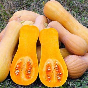 butternut squash seeds