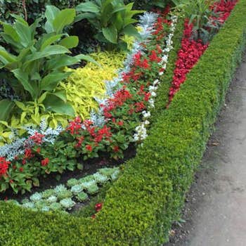Buxus harlandii