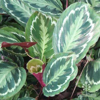 Calathea Illustris peacock plant