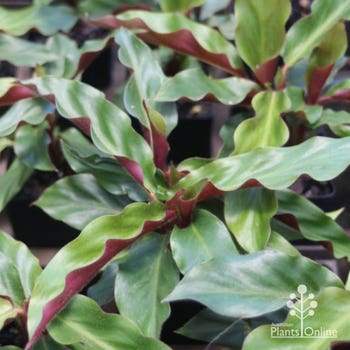 valvet calathea