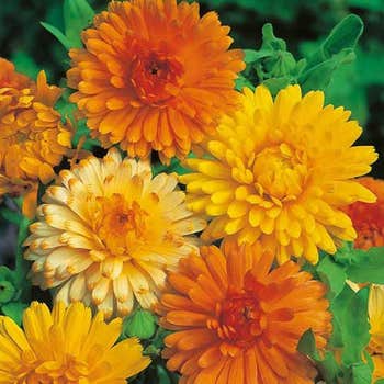 calendula seeds