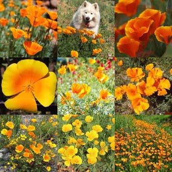orange california poppy seeds