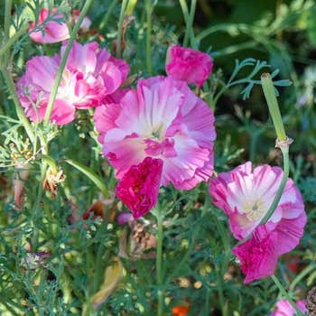 Californian poppy Appleblossom Pink - seed 