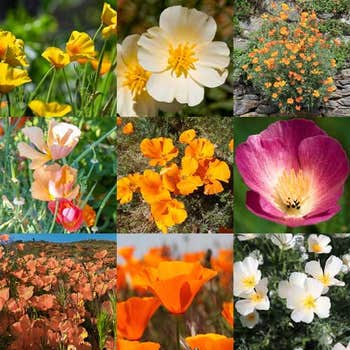 Californian poppy single mix - seed 