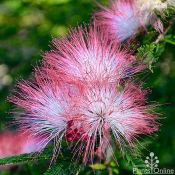 Calliandra Pink Poodle flowers