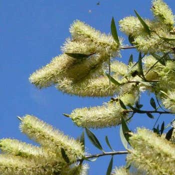 Callistemon Candelabra