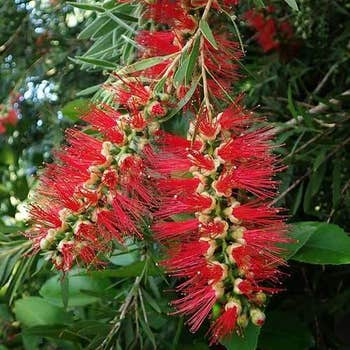 Callistemon Summer Days
