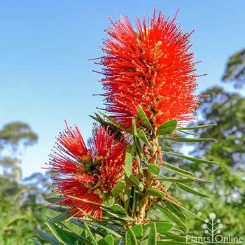 Callistemon Little Caroline