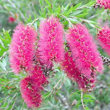 Taree Pink Bottlebrush