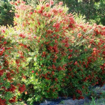 Callistemon Slim hedge