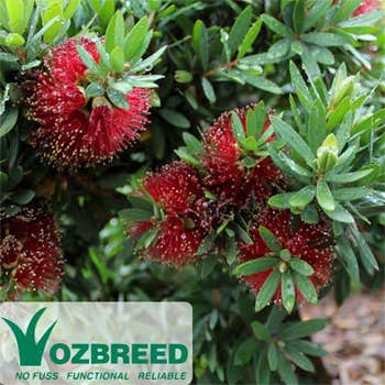 Ozbreed Callistemon Better John