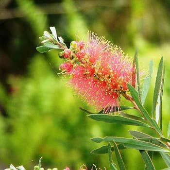 Callistemon Pink Champagne salmon pink bottlebrush