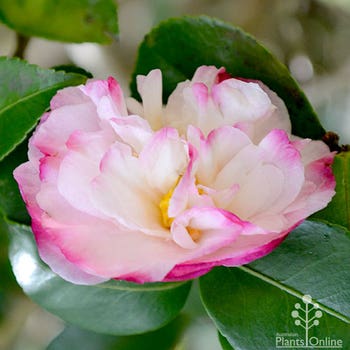 Camellia sasanqua Pure Silk