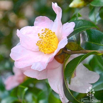 Camellia sasanqua Exquisite