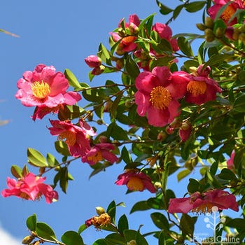 Camellia hiemalis Hiryu