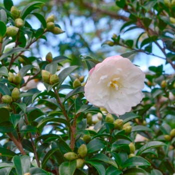 Camellia Star Above Star