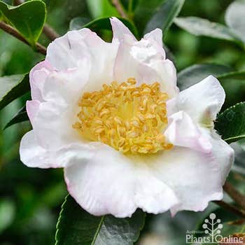Camellia sasanqua Setsugekka flower
