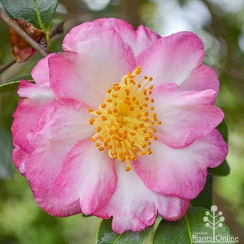 Camellia Weroona 