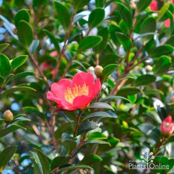 red camellia Yuletide