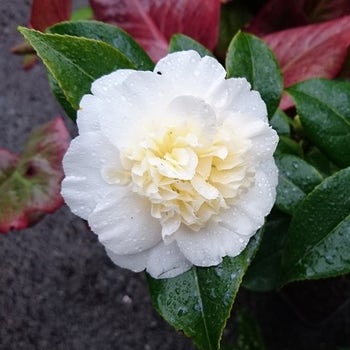 Camellia japonica Brushfield's Yellow