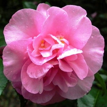 Camellia sasanqua Jennifer Susan