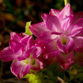 Cape York lily