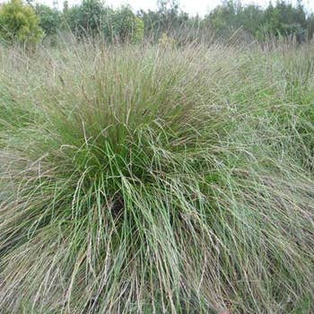 Carex appressa - tall sedge