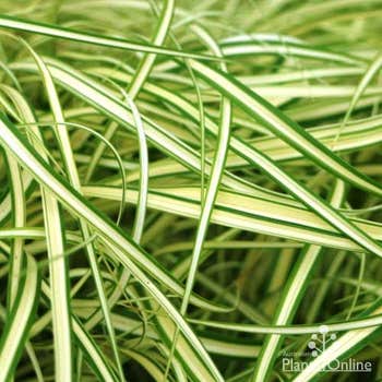Carex Evergold