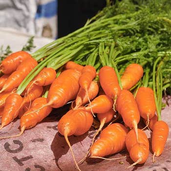 Carrot Kuroda - seed
