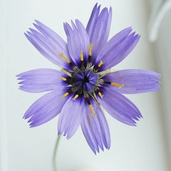 Catananche - cupid's dart - seed