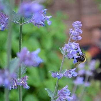 Cat mint - seed