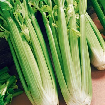 celery seed