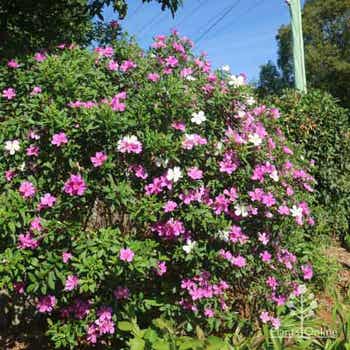 Tibouchina Chameleon bush flowering