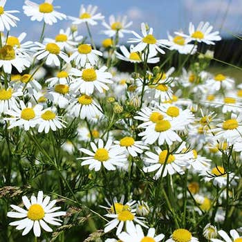 chamomile seed