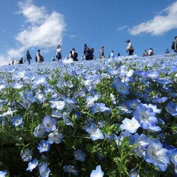nemophila baby blue eyes